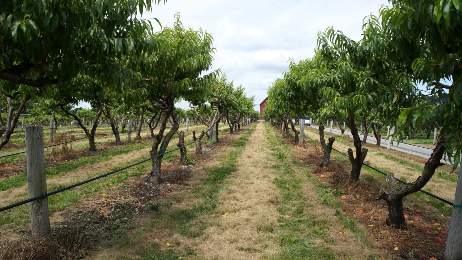 Orchard rows running to the horizon